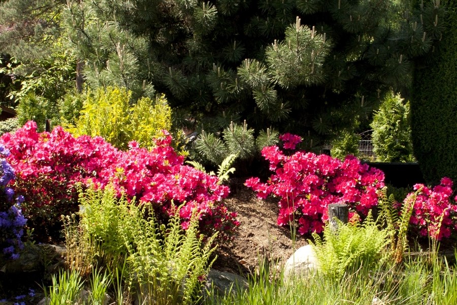 Hodowla Rhododendronów